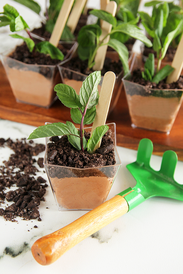 עציצי מוס שוקולד