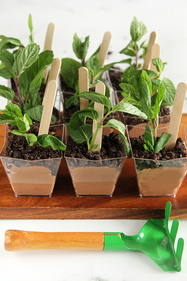 עציצי מוס שוקולד